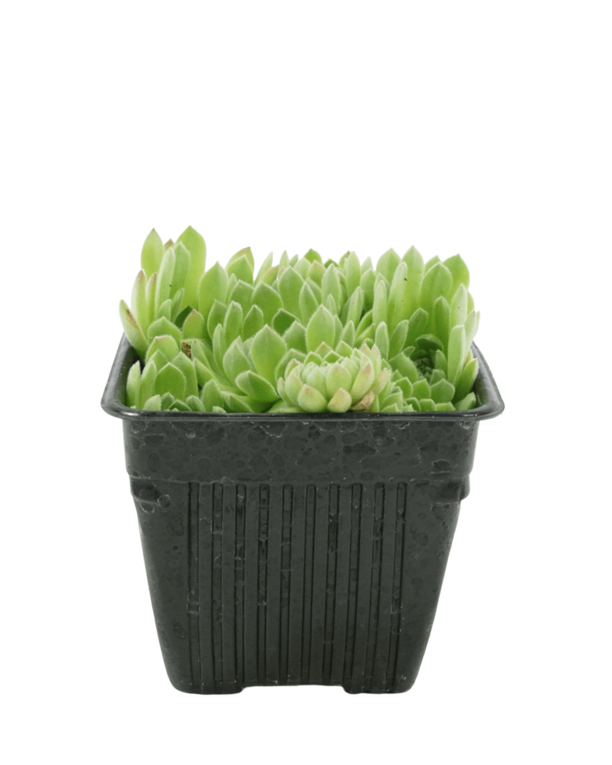 Sempervivum 'Soft Line' - Groundcovers
