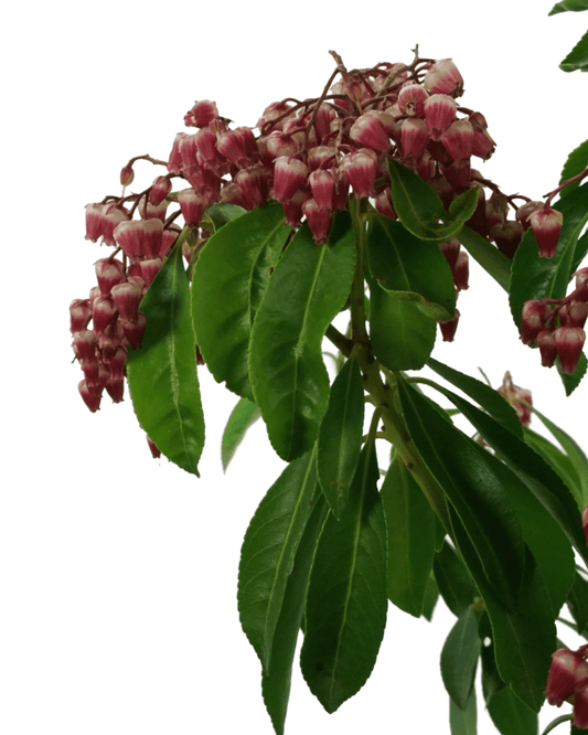 Pieris japonica 'Enchanted Forest Gay Goblin' - The Garden Corner