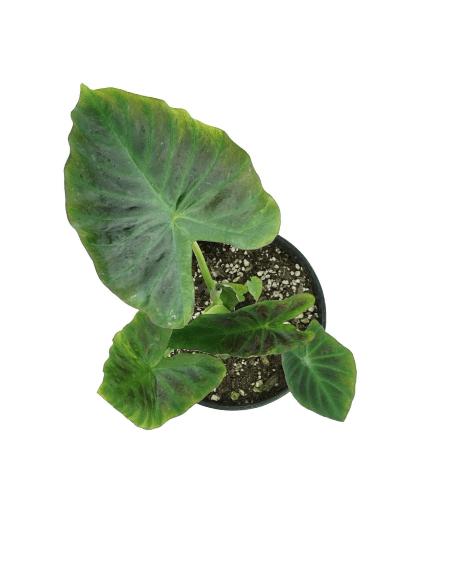 Colocasia esculenta 'Aloha' - The Garden Corner