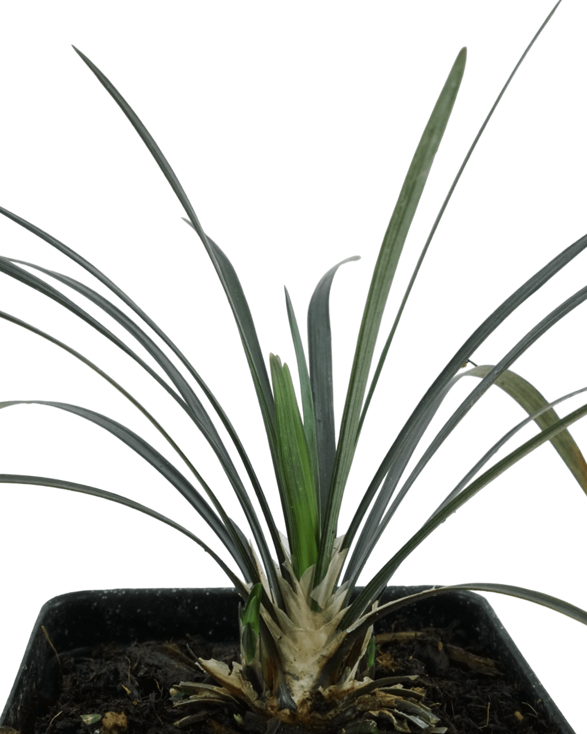 Ophiopogon planiscapus 'Nigrescens' - Perennials