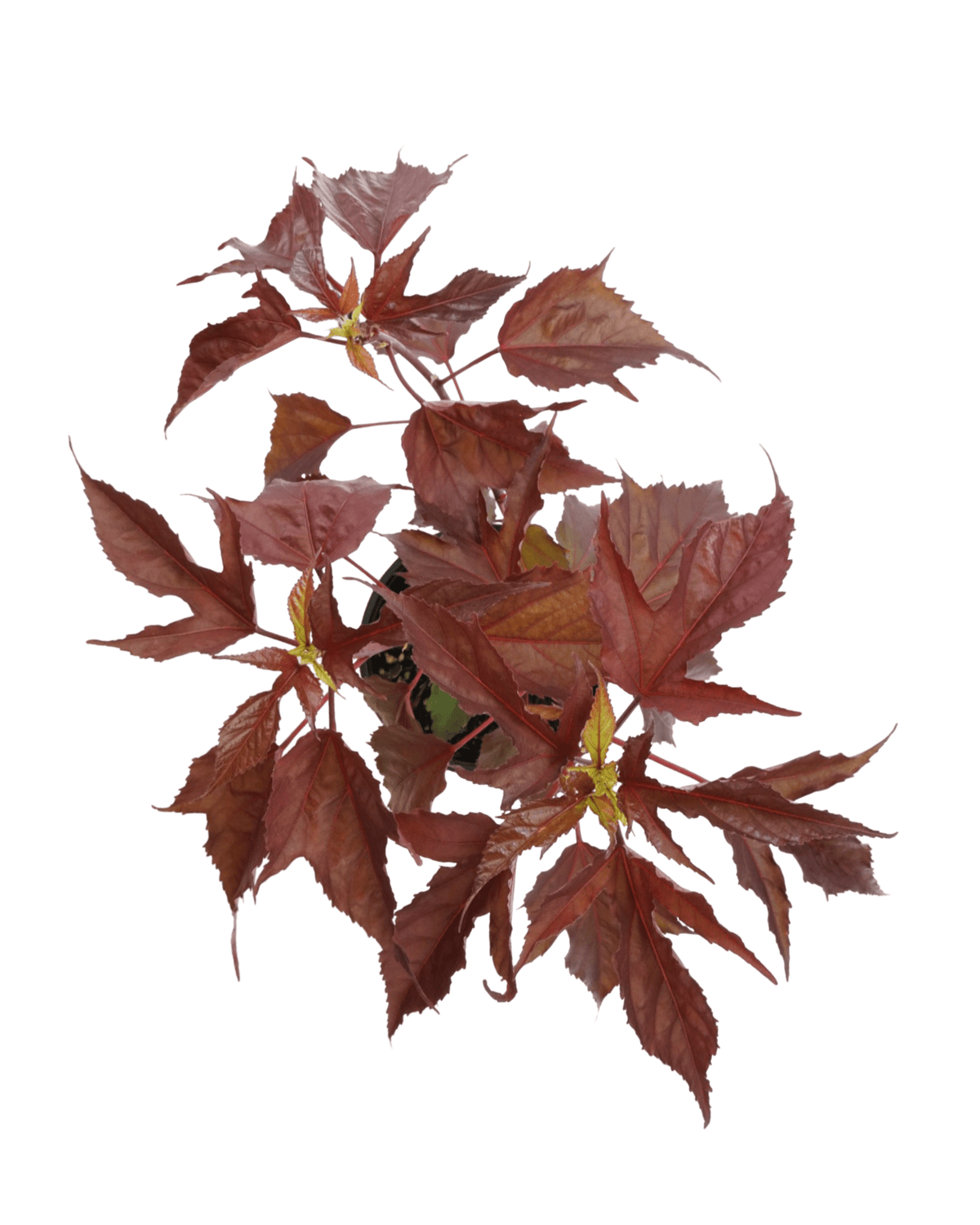 Hibiscus Carousel® 'Pink Passion' - Perennials