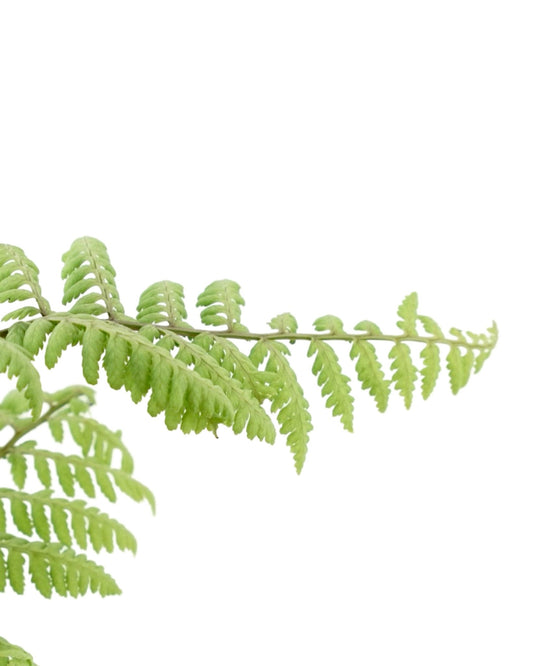 Athyrium 'Ghost' - The Garden Corner