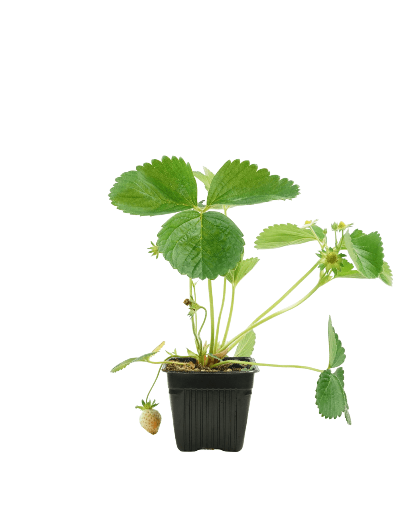 Strawberry 'Sequoia' - The Garden Corner