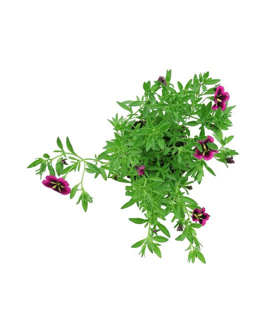 Calibrachoa 'Cabaret Good Night Kiss' - The Garden Corner