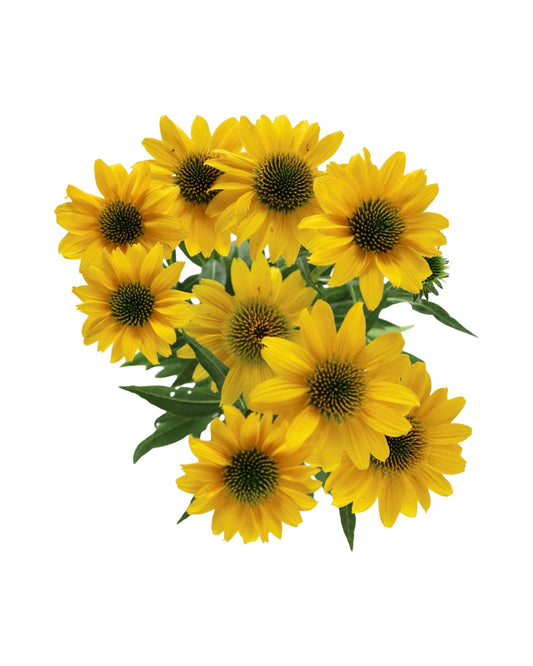 Echinacea 'Sombrero Poco Yellow' - Perennials