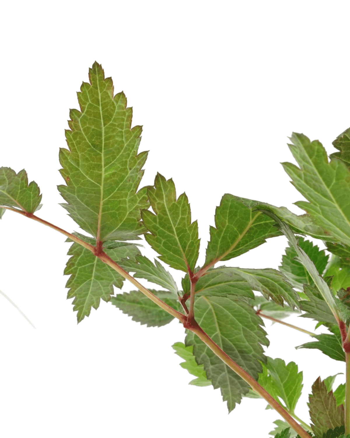 Astilbe arendsii 'Rheinland' - Perennials
