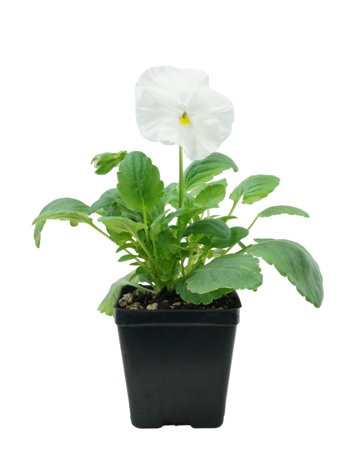 Pansy - Seasonal Plant