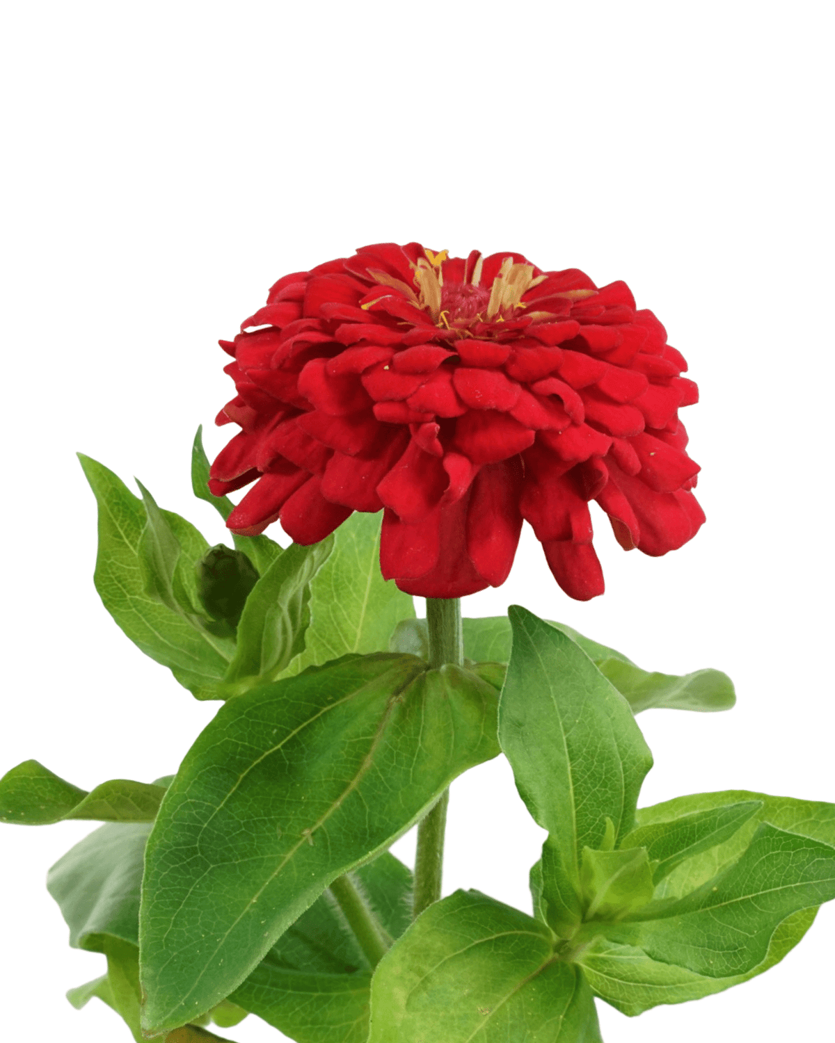 Zinnia Dreamland Mix - Annuals