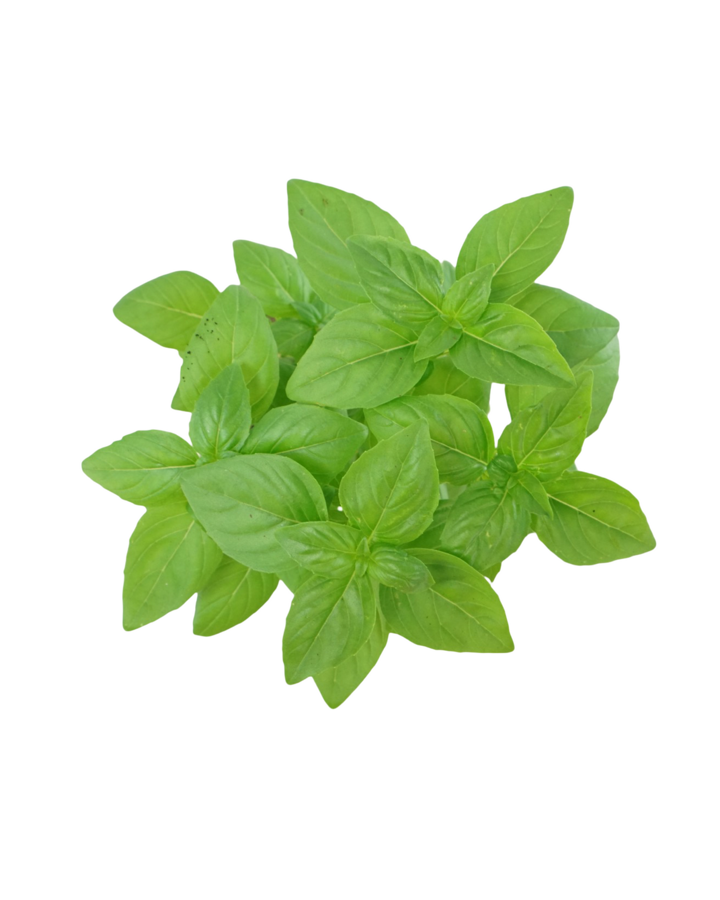 Basil Organic 'Everleaf Emerald Towers'