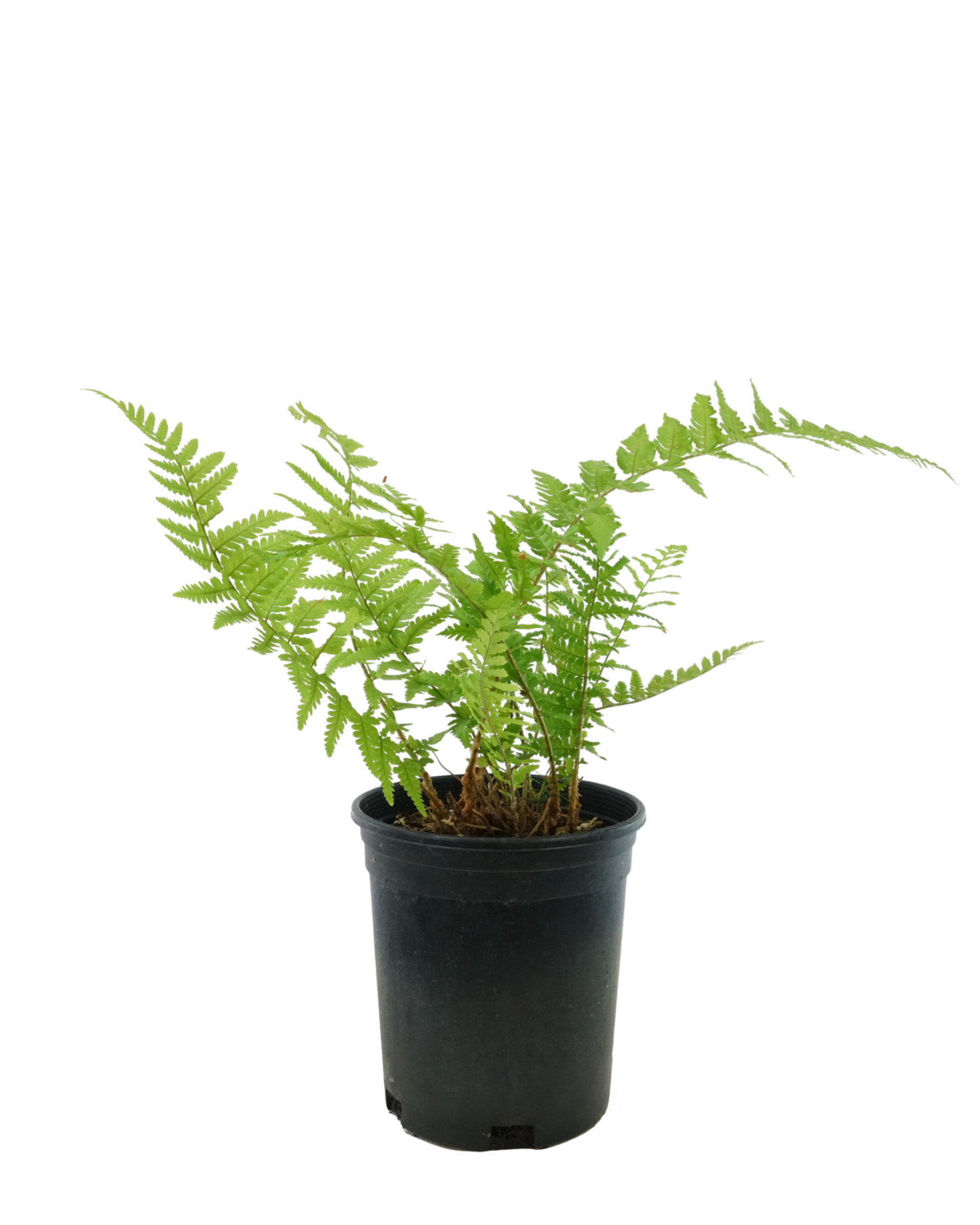 Dryopteris filix-mas 'Male Fern'
