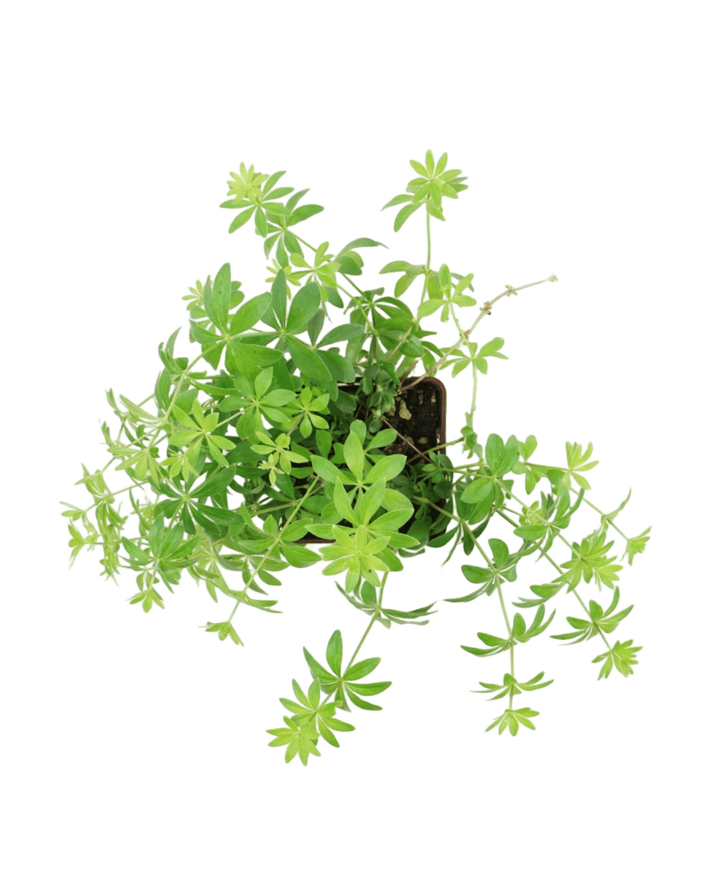 Galium odoratum - The Garden Corner