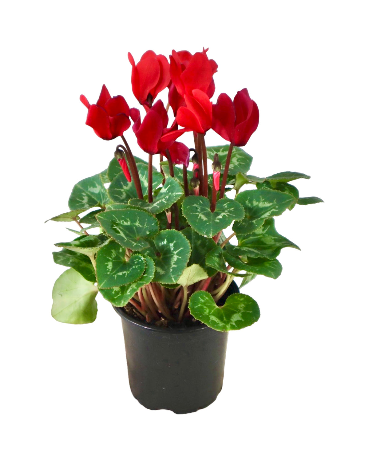 Cyclamen 'SuperSerie Allure Red' - House Plants