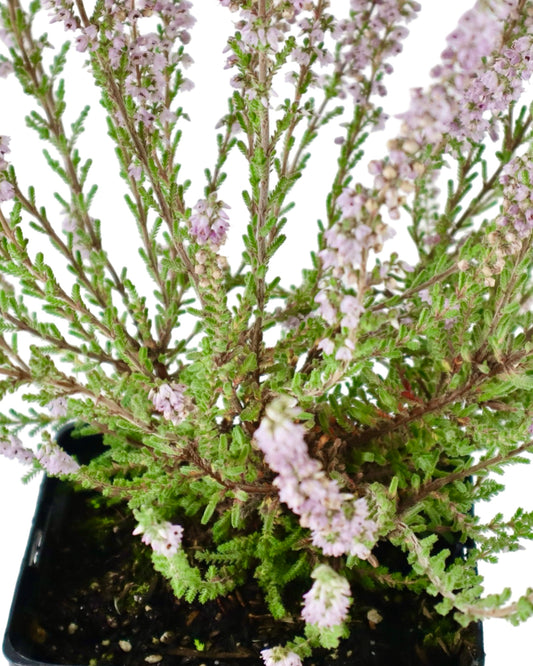 Calluna 'Silver Knight' - Perennials