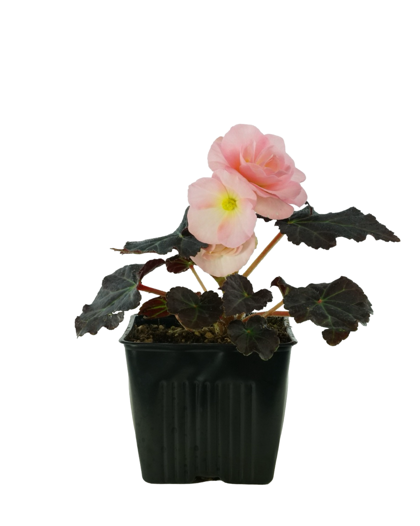 Begonia Nonstop Mocca 'Pink Shades'