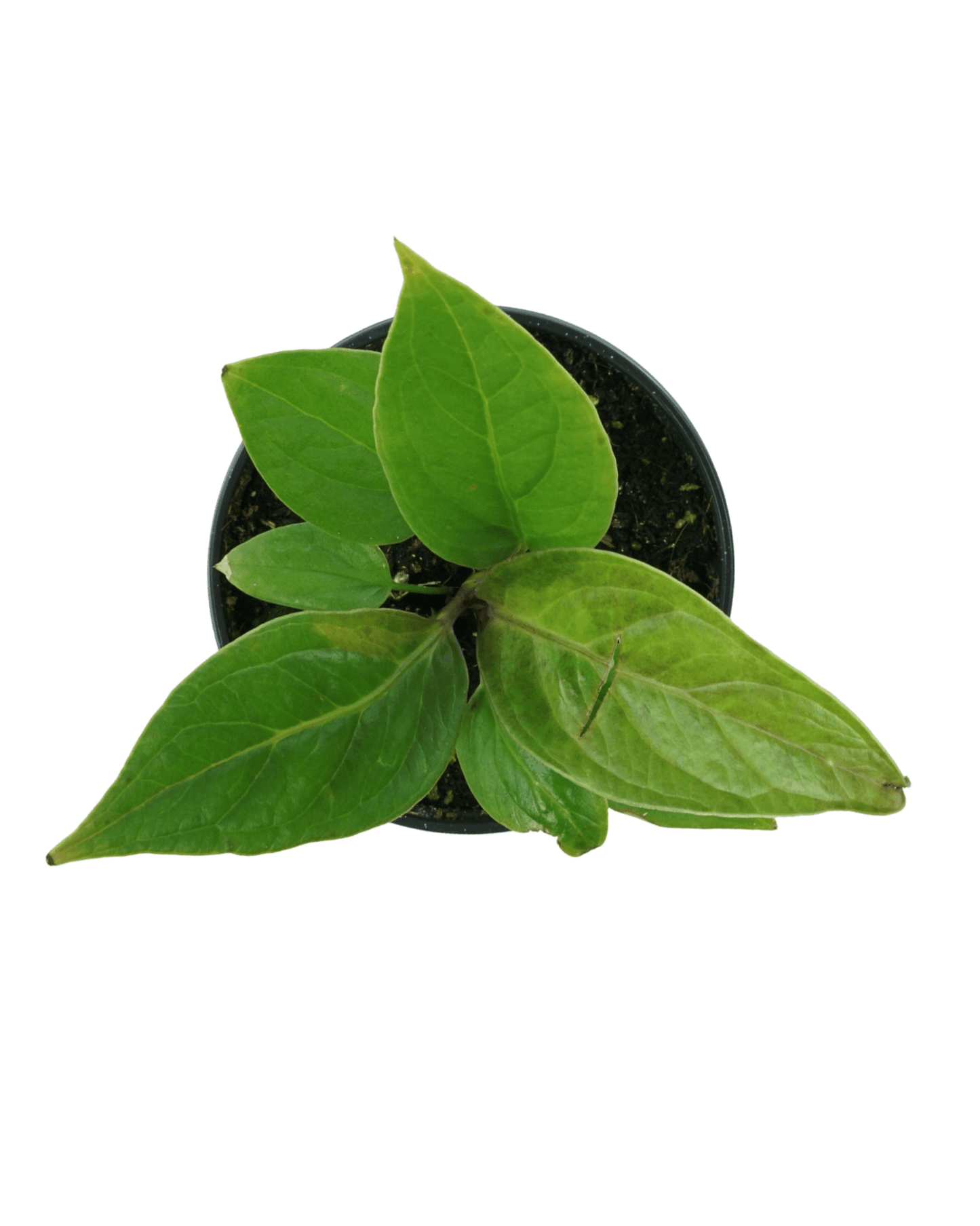 Anthurium jenmanii - The Garden Corner