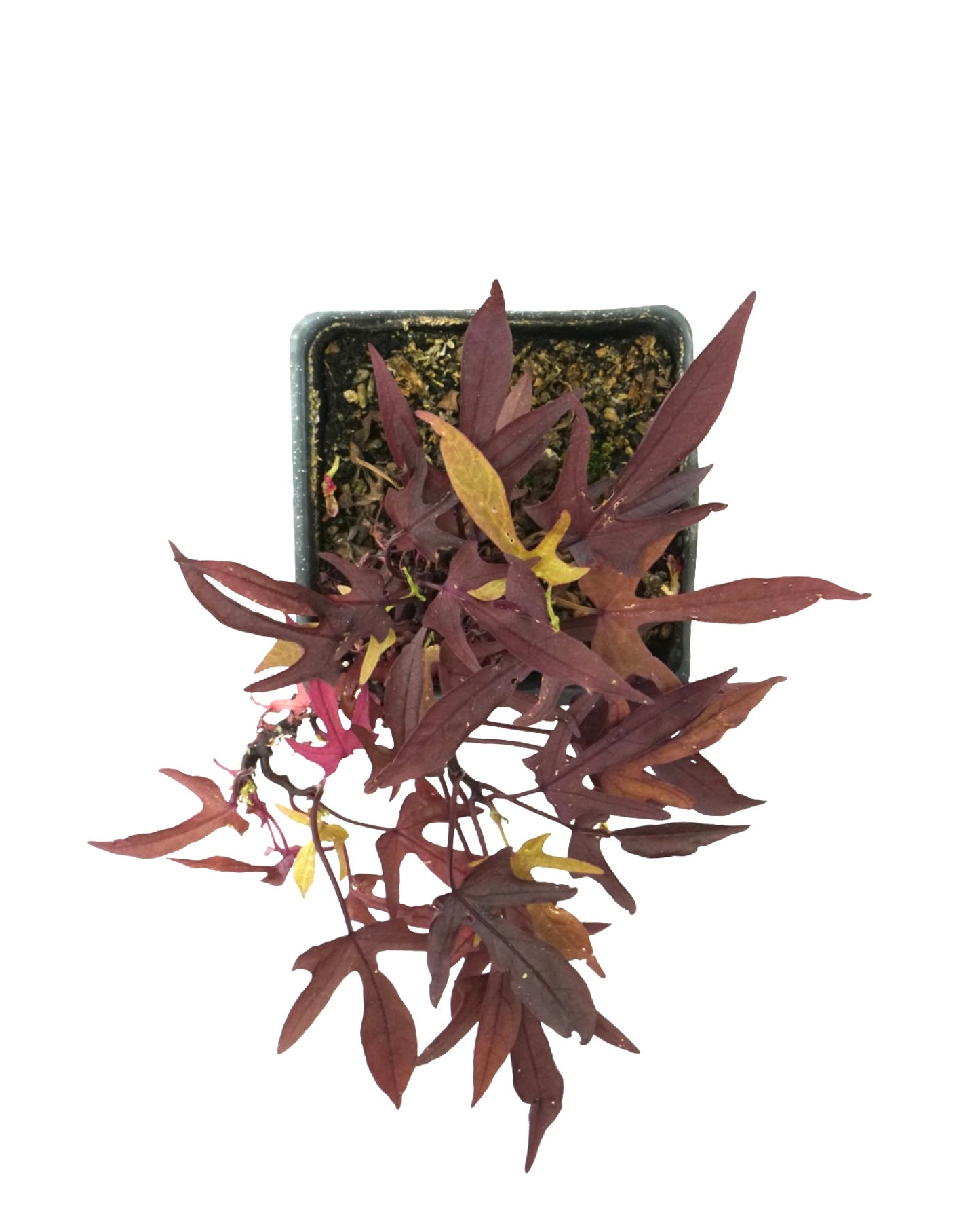 Ipomoea 'Spotlight Red' - The Garden Corner