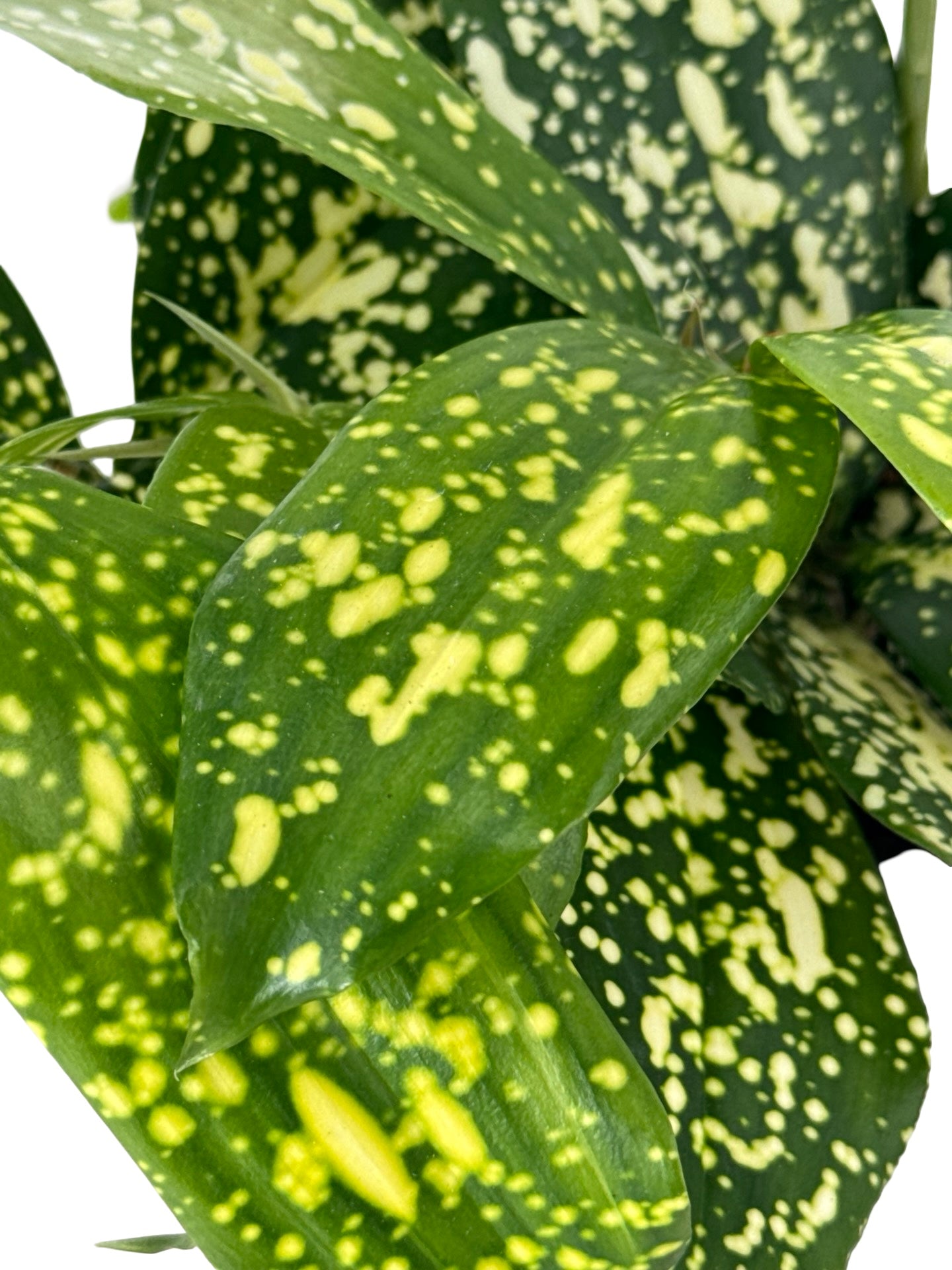 Dracaena surculosa 'Gold Dust' - House Plants