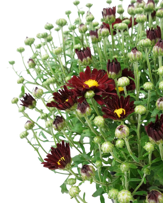 Chrysanthemum 'Bonnie Red' - The Garden Corner