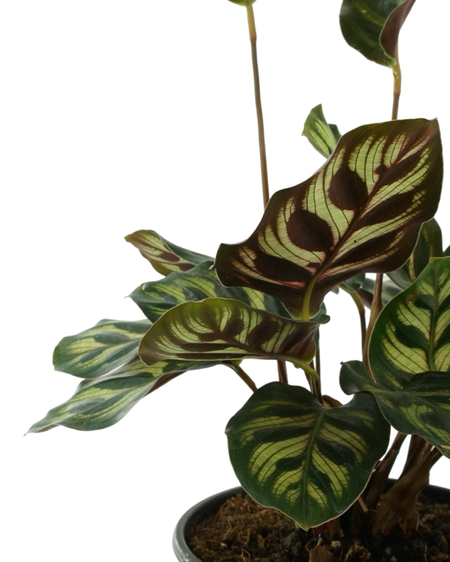 Calathea makoyana