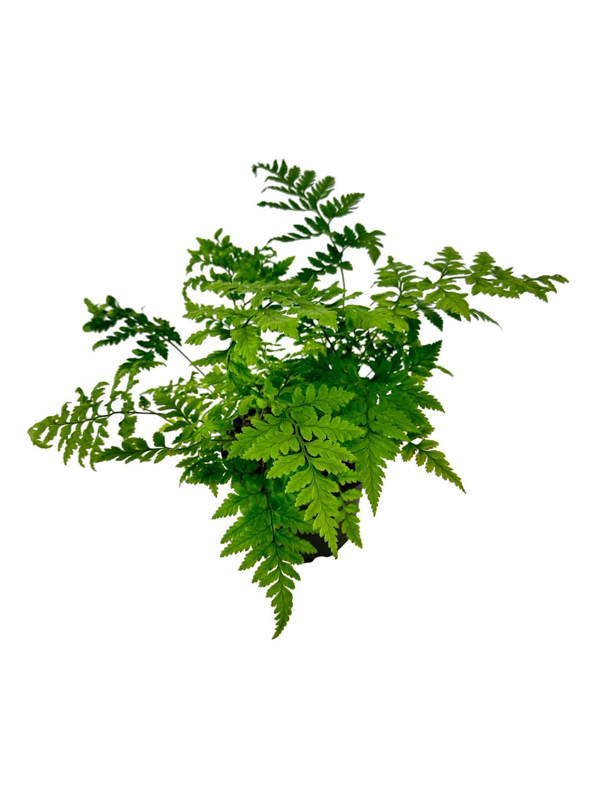 Rumohra adiantiformis - House Plants