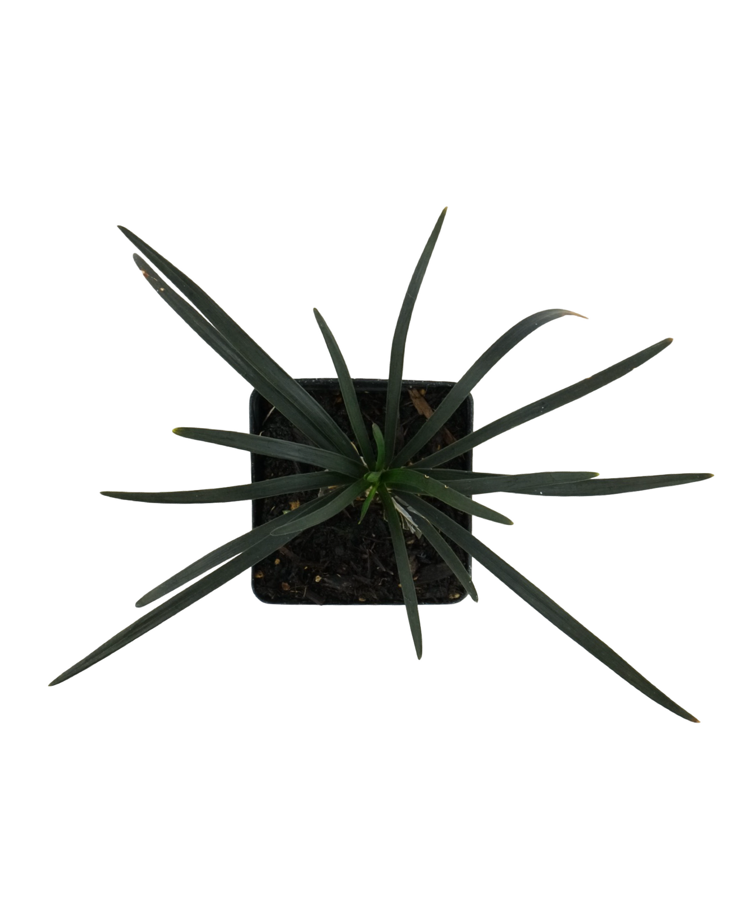 Ophiopogon planiscapus 'Nigrescens'