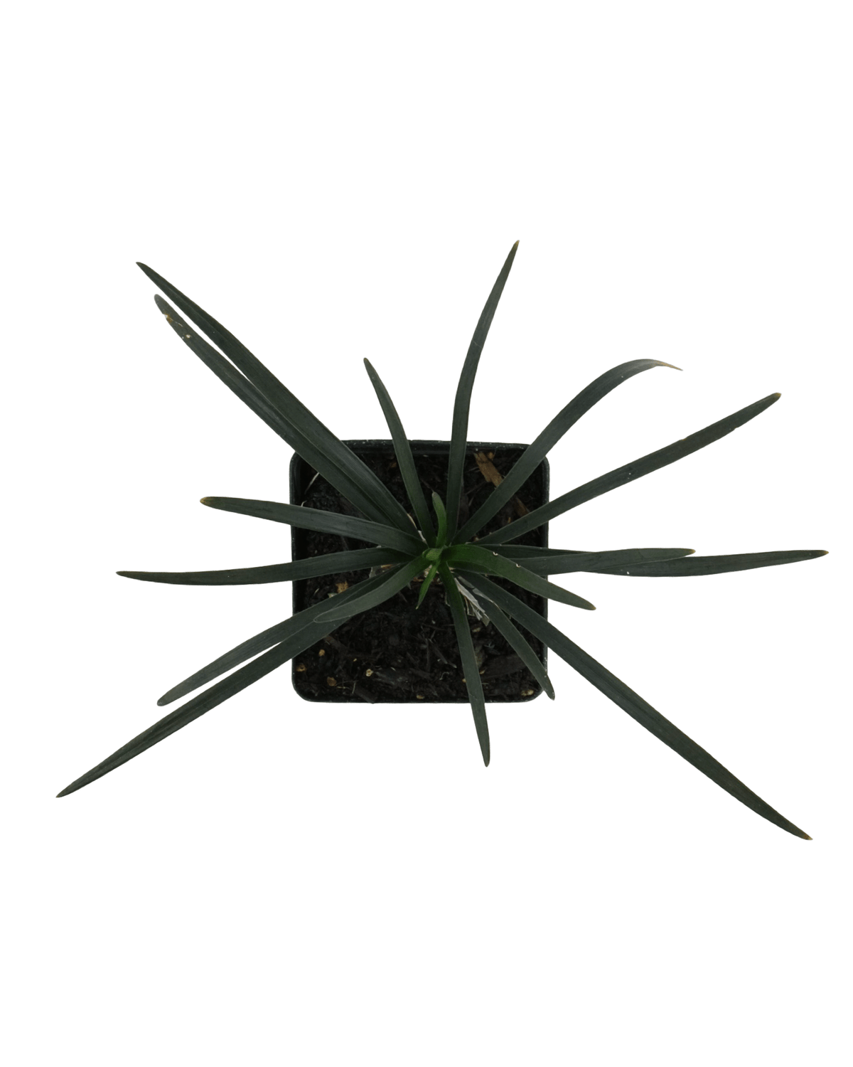 Ophiopogon planiscapus 'Nigrescens' - Perennials