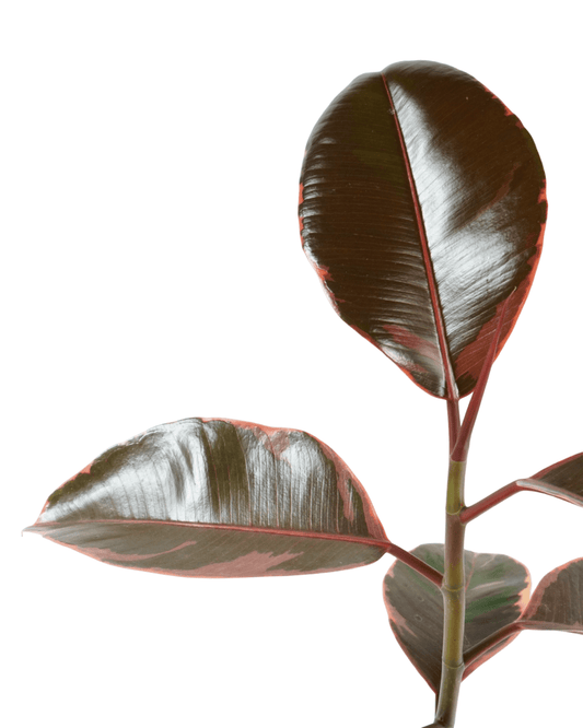 Ficus elastica 'Ruby' - The Garden Corner