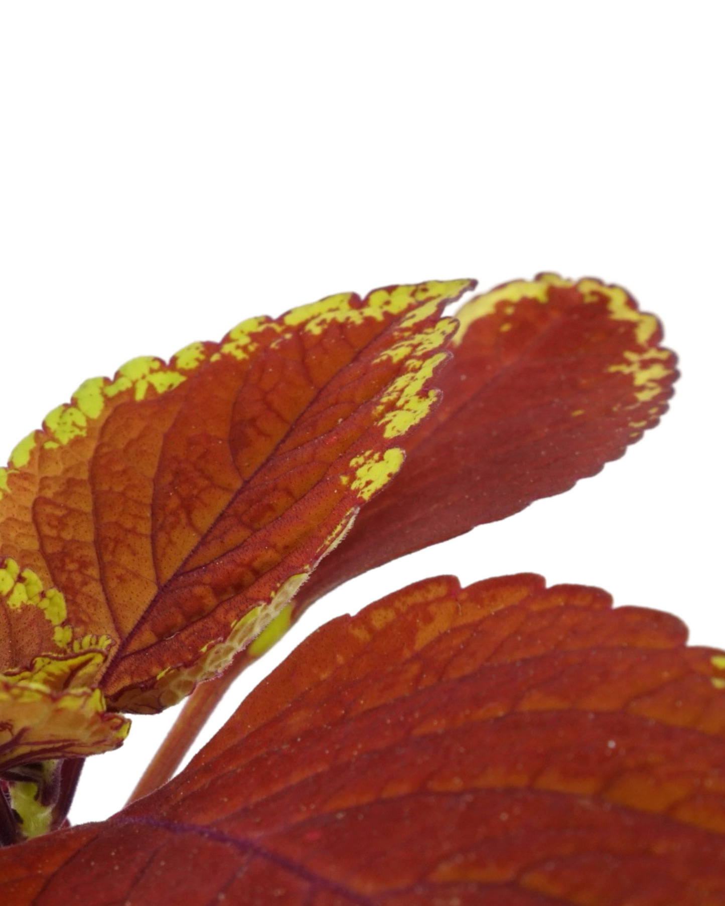 Coleus 'Trusty Rusty'