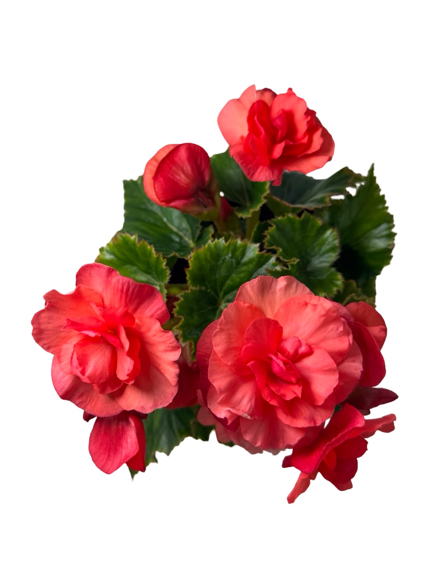 Solar Begonia Salmon Coral - Annuals