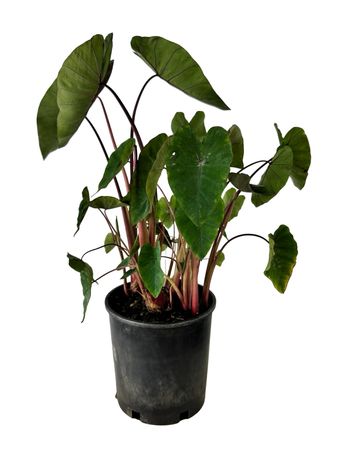 Colocasia Royal Hawaiian® 'Hawaiian Punch' - Perennials