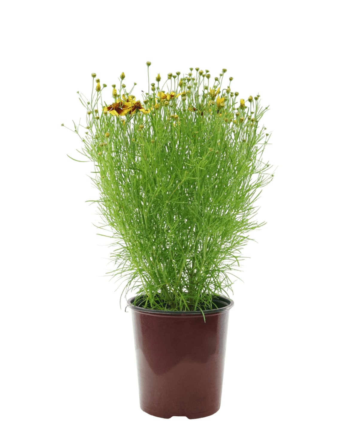Coreopsis 'Firefly' - Perennials