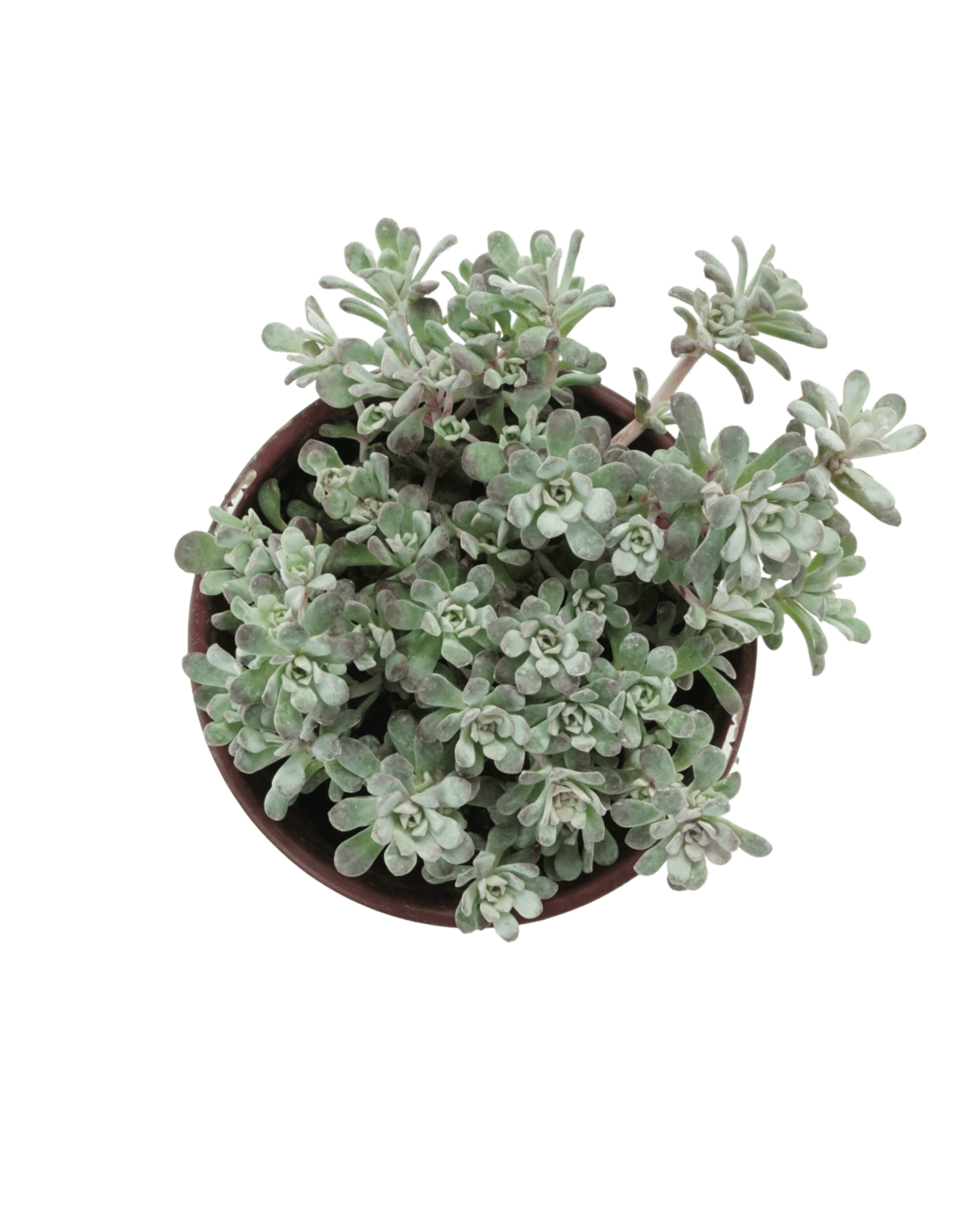 Sedum spathulifolium 'Carnea' - The Garden Corner