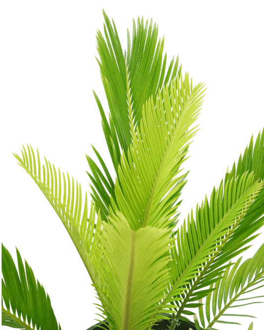 Cycas revoluta 1 Gallon - The Garden Corner