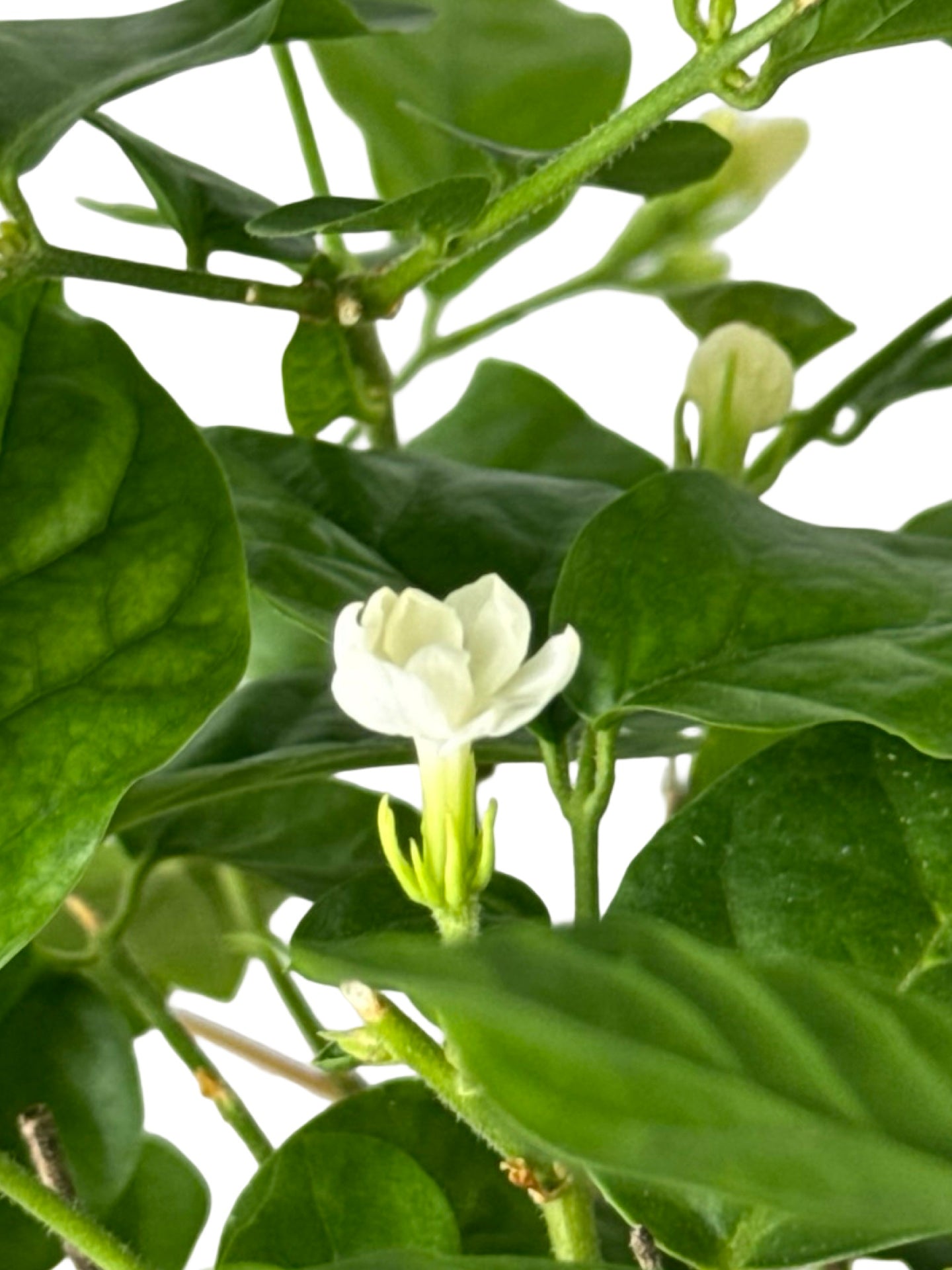 Jasminum sambac - House Plants