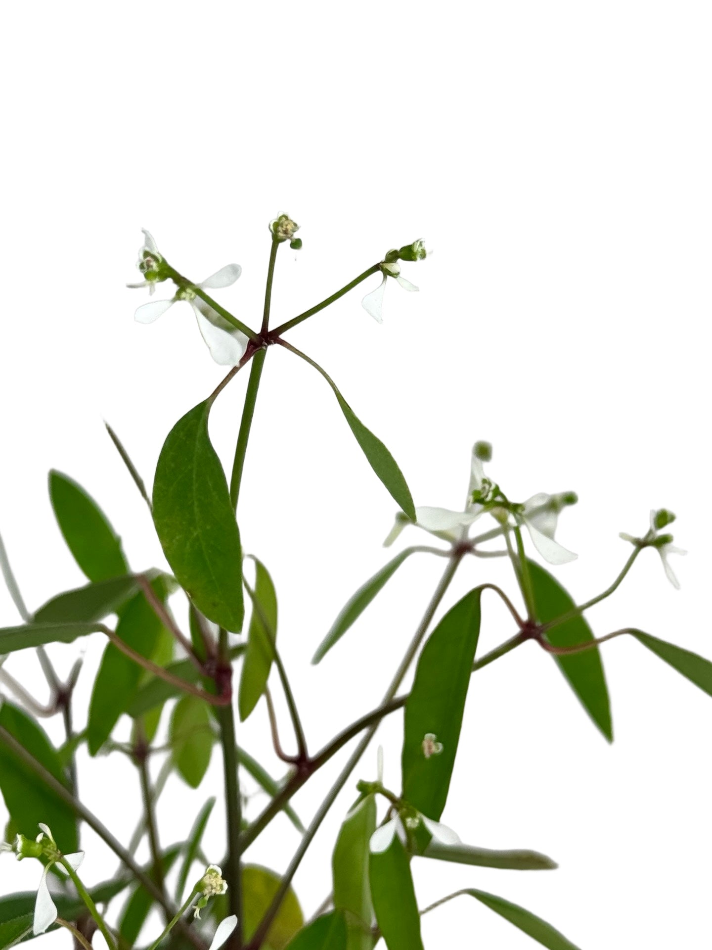 Euphorbia Loreen™ - Annuals