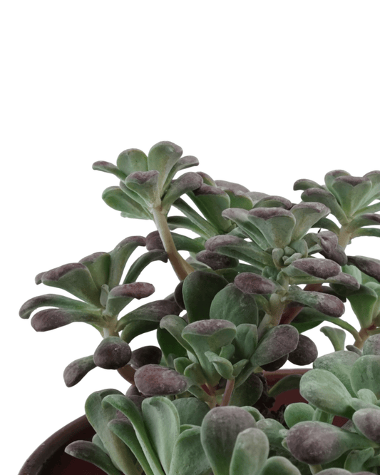 Sedum spathulifolium 'Purpureum' - The Garden Corner