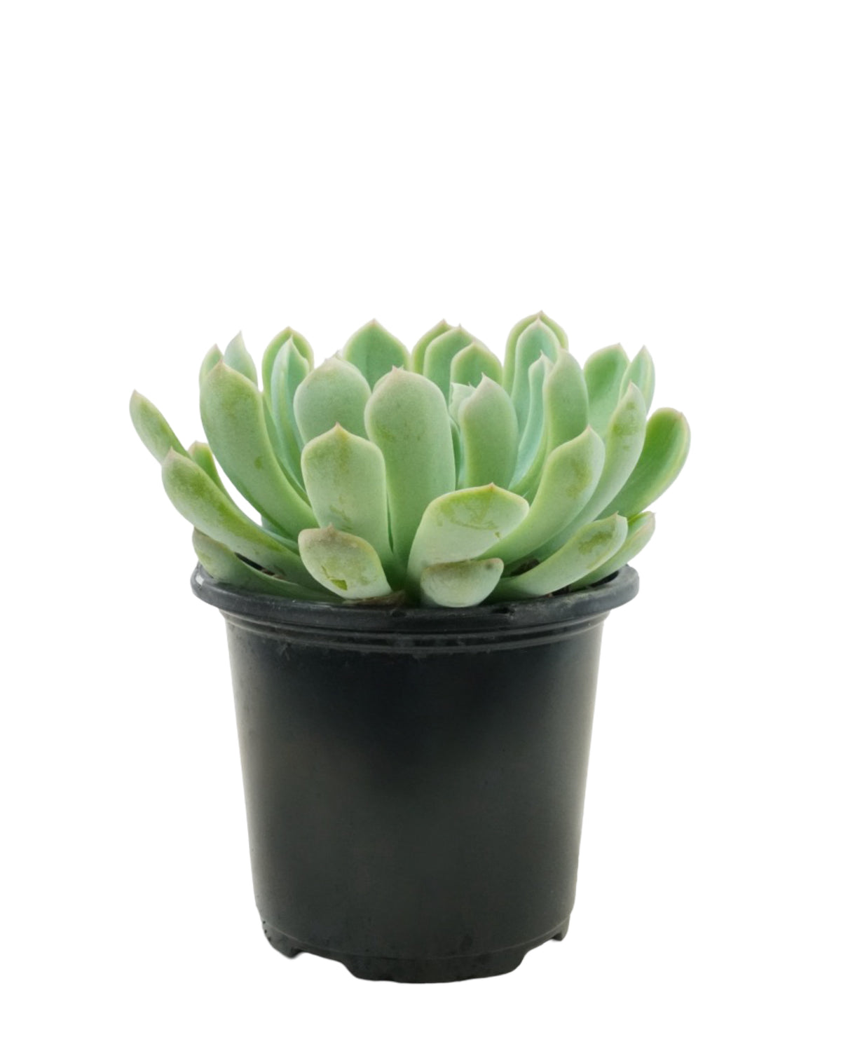 Echeveria albicans - House Plants