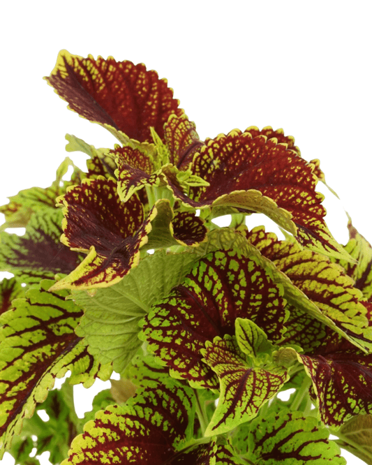 Coleus 'Coleosaurus' - The Garden Corner