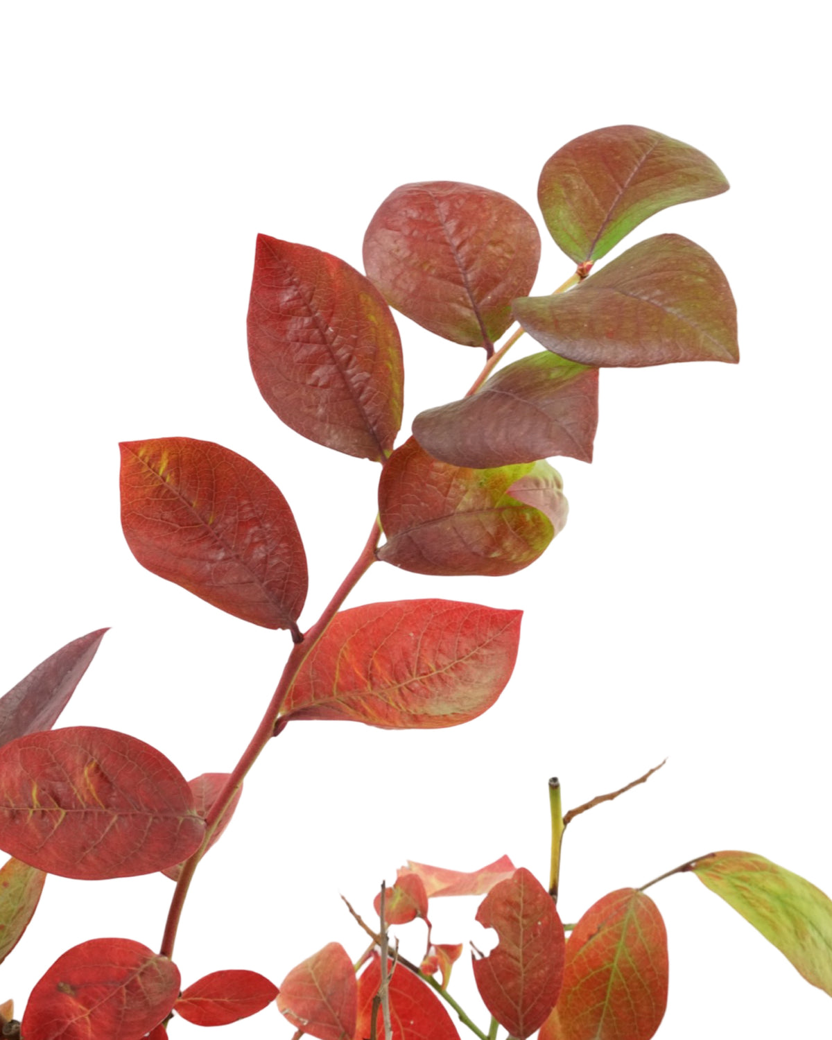 Blueberry 'Toro' - Shrubs