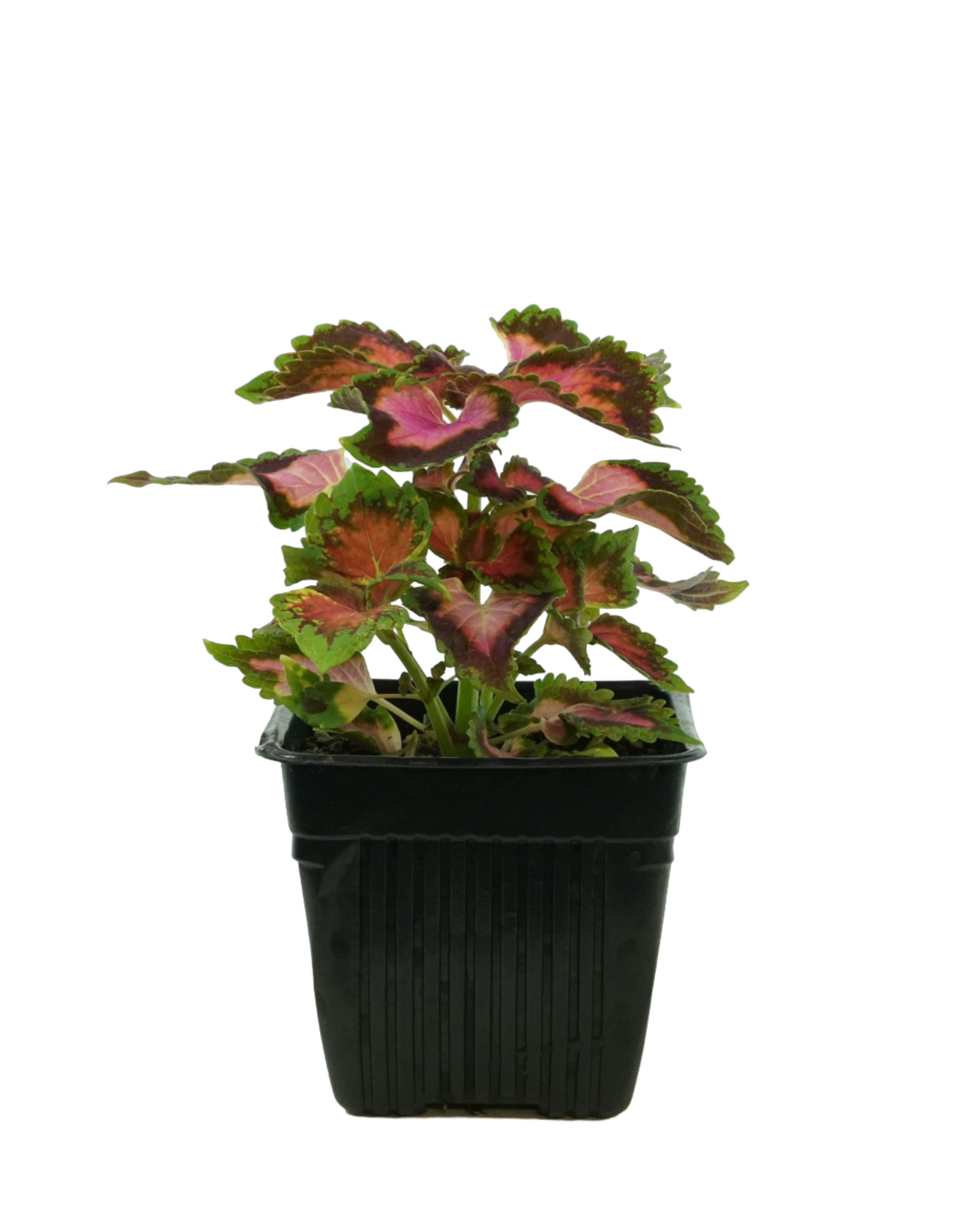 Coleus 'Fifth Avenue'