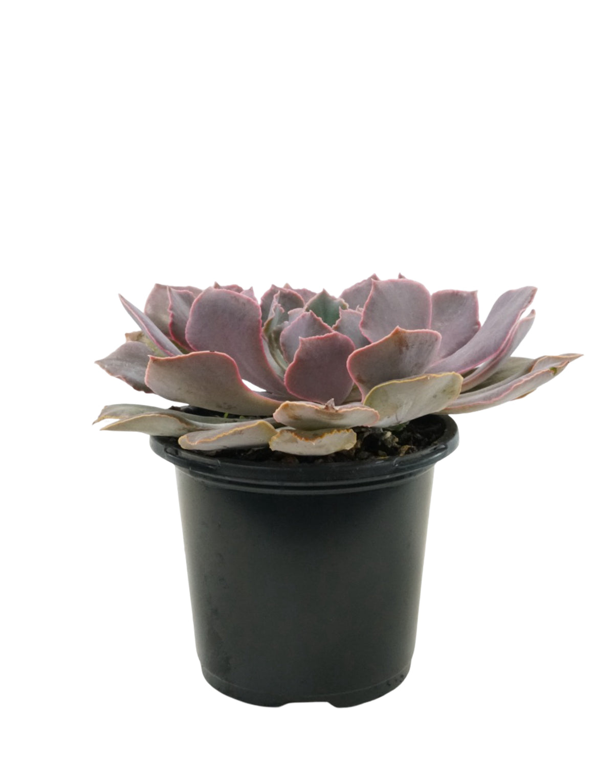 Echeveria shaviana 'Pink Frills' - House Plants