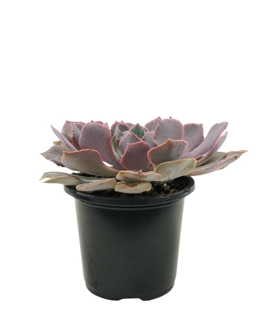 Echeveria shaviana 'Pink Frills'
