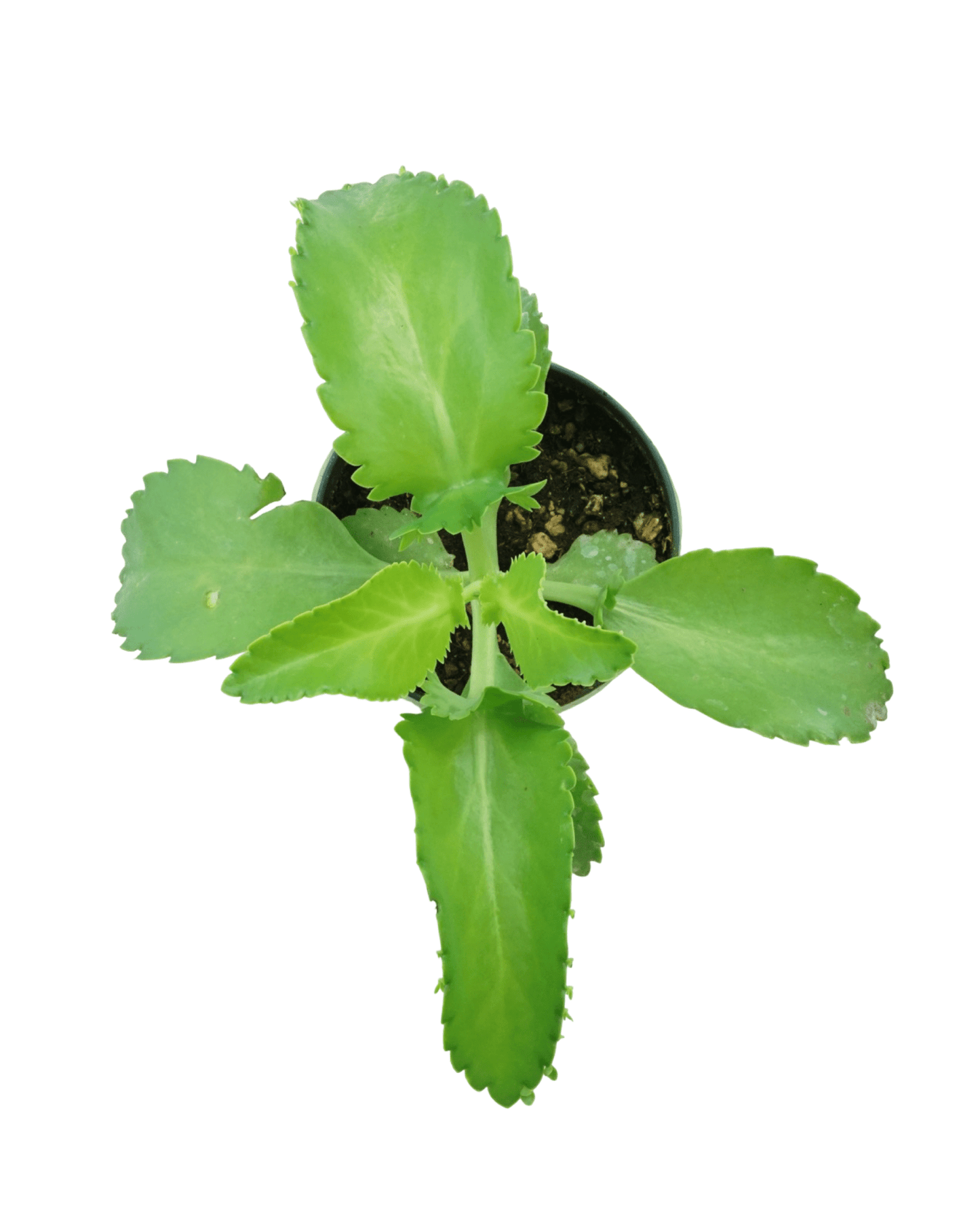 Kalanchoe hortagel 'Mother of Millions' - The Garden Corner