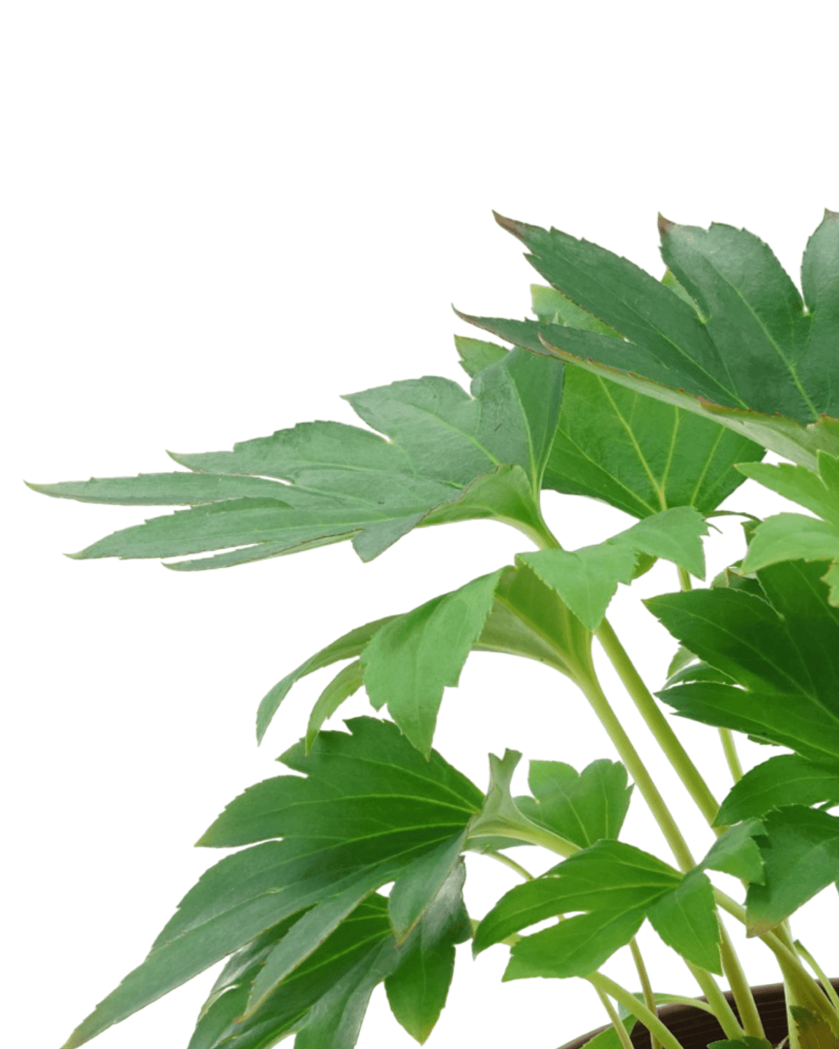 Mukdenia rossii 'Karasuba' - Perennials