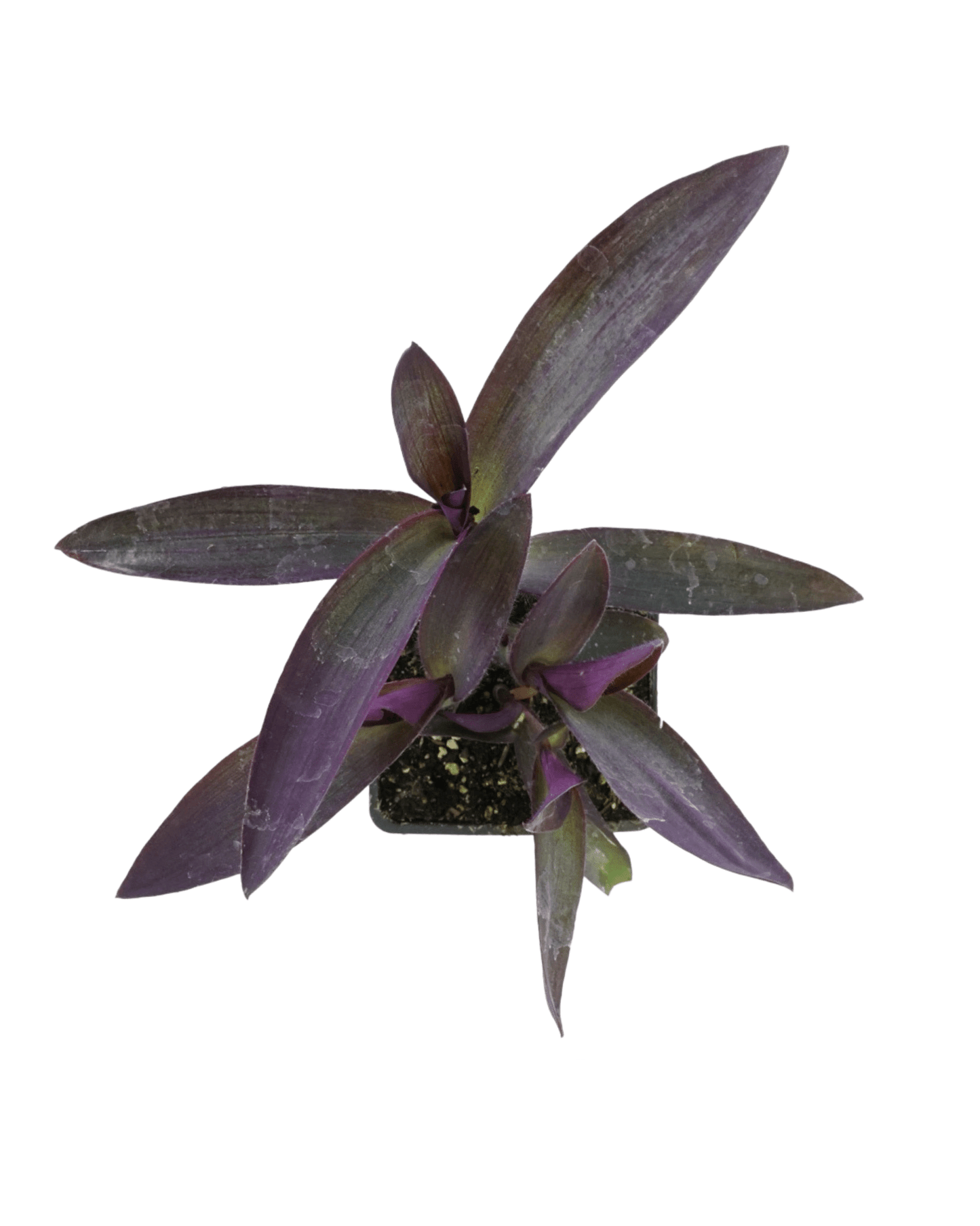 Setcreasea 'Purple Heart' - The Garden Corner