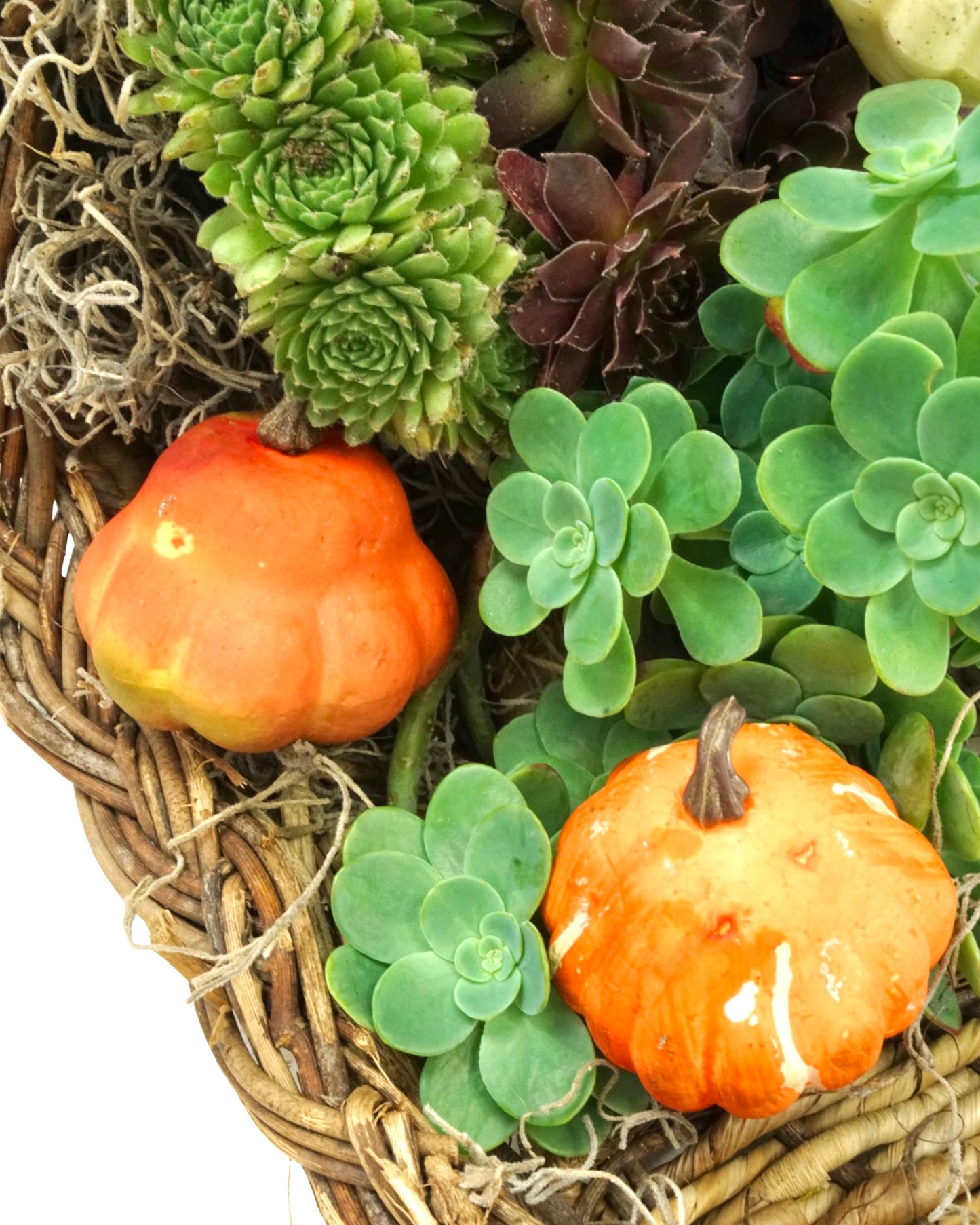 Succulent of Plenty Workshop - 10/25/25
