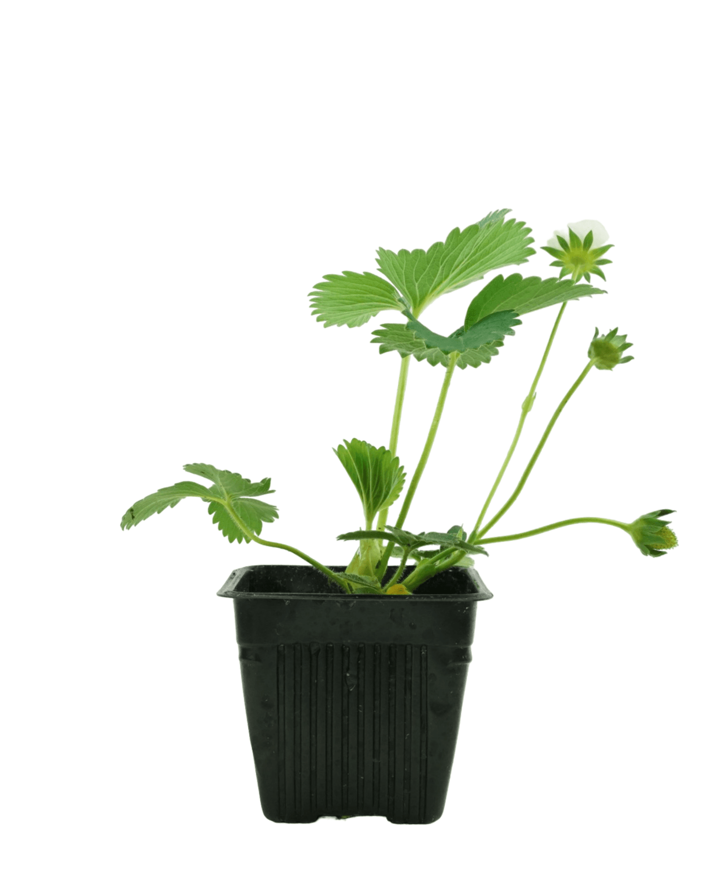 Strawberry 'Eversweet' - The Garden Corner