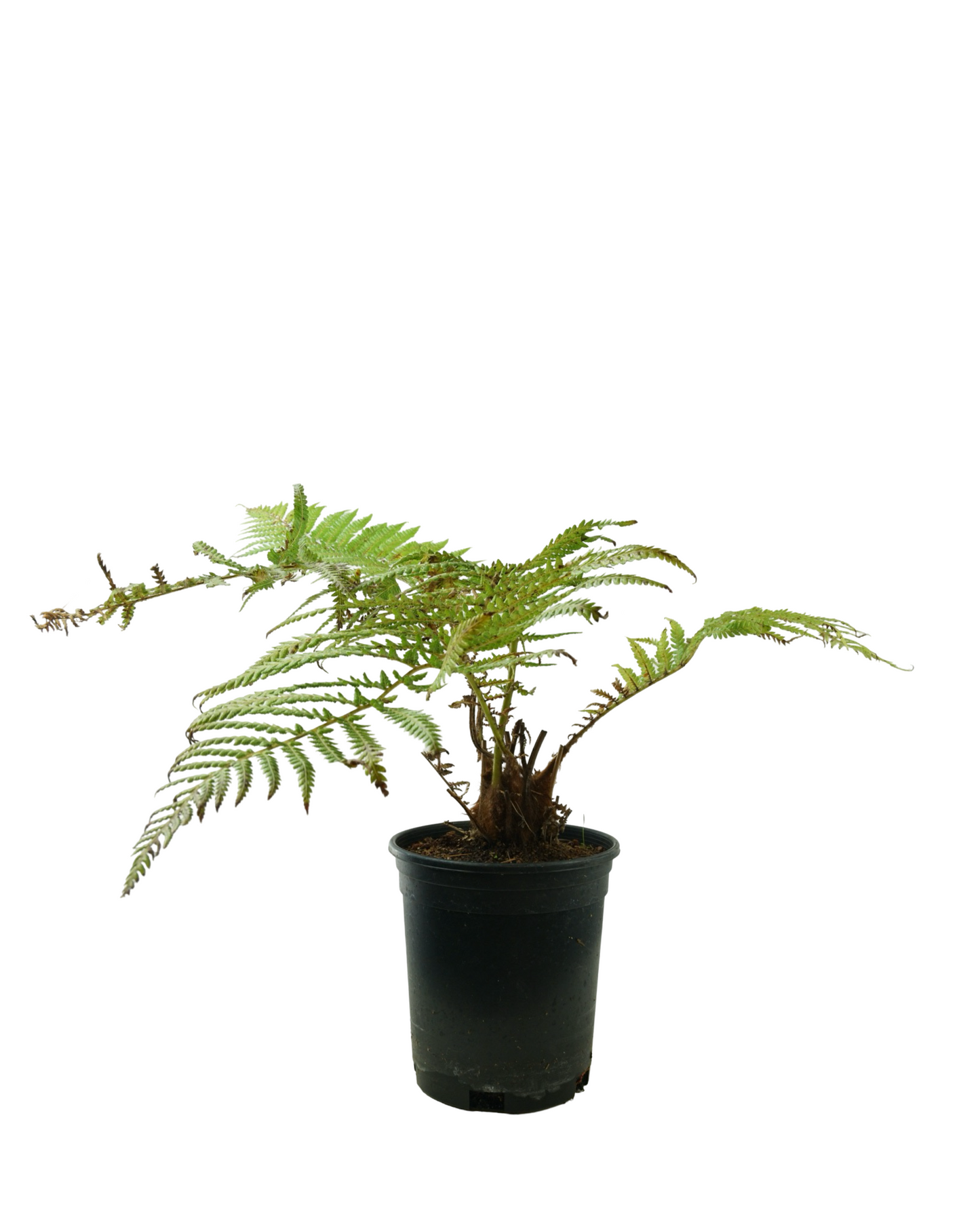 Dicksonia antarctica