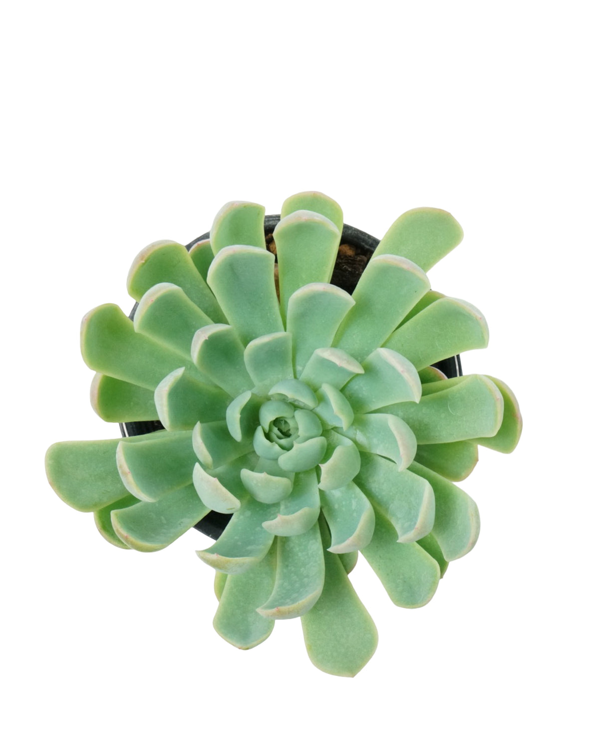 Echeveria albicans - House Plants