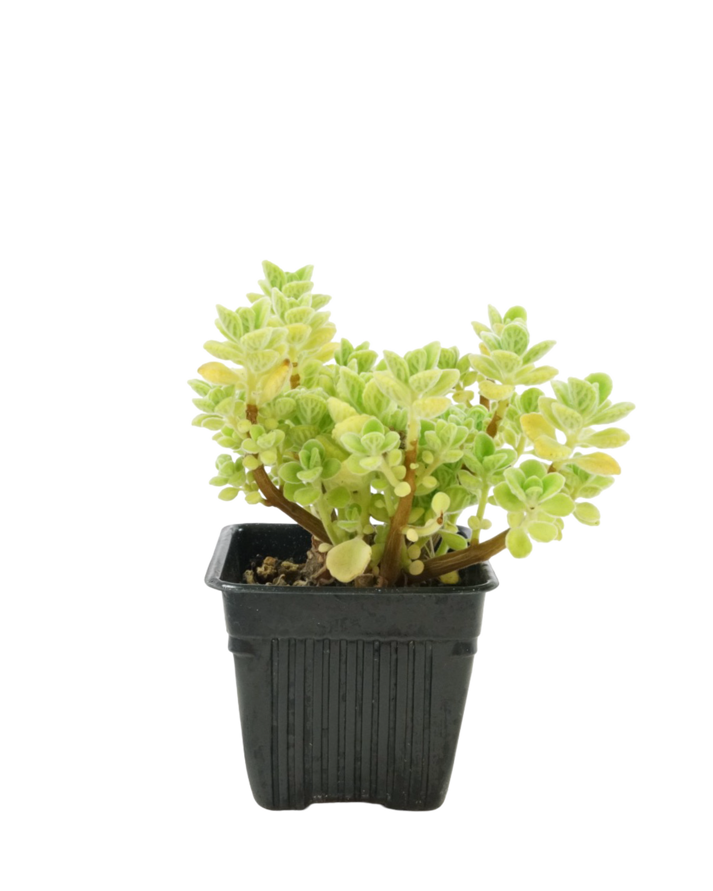 Plectranthus 'Cuban Oregano'
